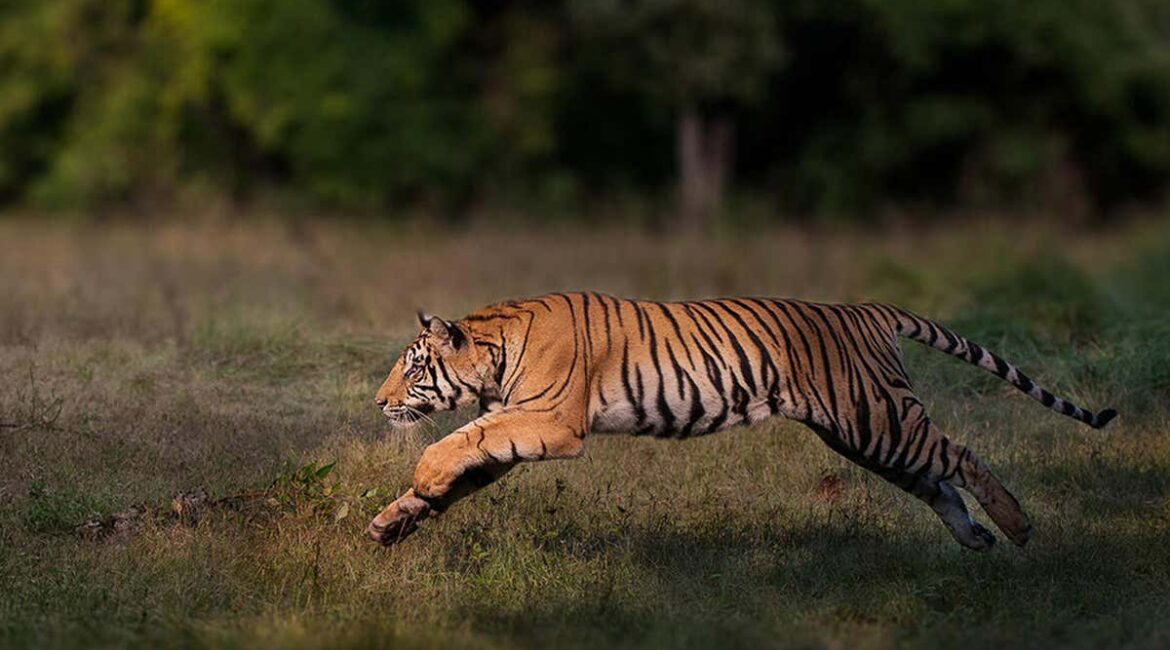 The Science Behind Tiger Pattern and Other Animals