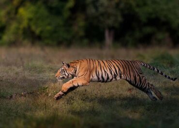 The Science Behind Tiger Pattern and Other Animals