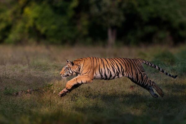 The Science Behind Tiger Pattern and Other Animals
