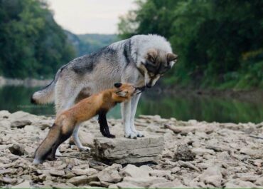 The Fox and the Wolf: an Unlikely Duo
