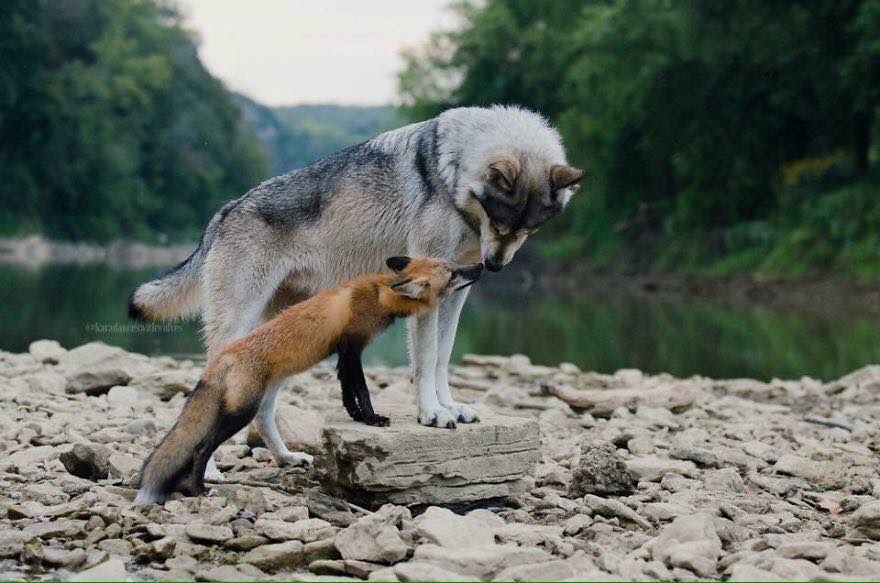 The Fox and the Wolf: an Unlikely Duo