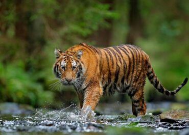 A brief study on Tiger Pattern