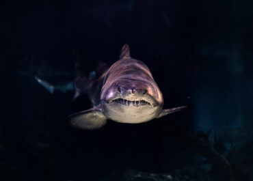 Myths Debunked: Are Sharks Blind?