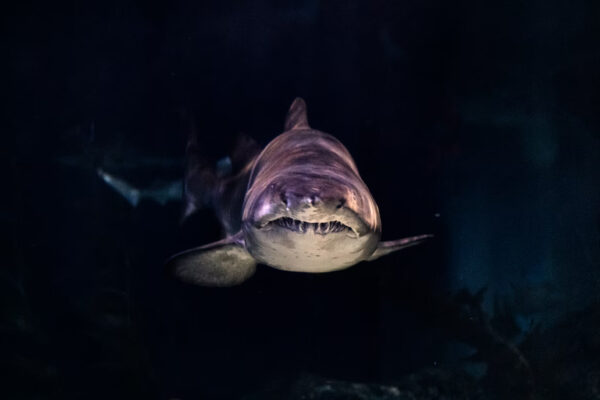 ARE SHARKS BLIND