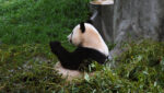 Do Pandas Eat Meat | Hedgethebbok