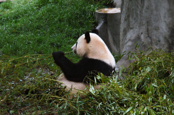 Do Pandas Eat Meat | Hedgethebbok