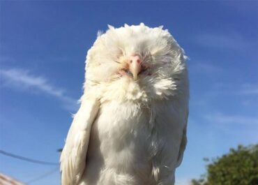Albino Owl: Are They Real?