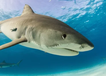 tiger shark