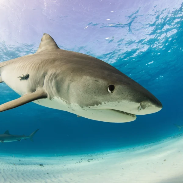 tiger shark