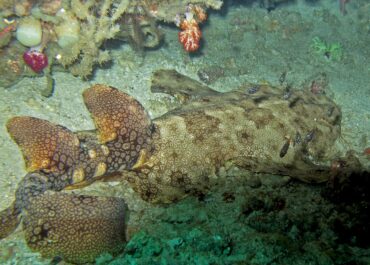 wobbegong shark