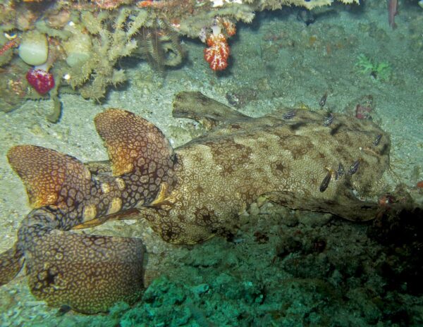 wobbegong shark