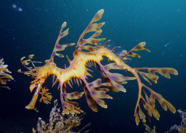 Leafy seadragon
