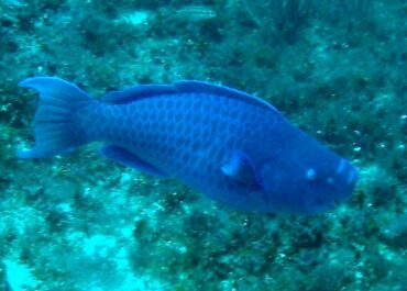 blue parrot fish