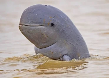 irrawaddy dolphin