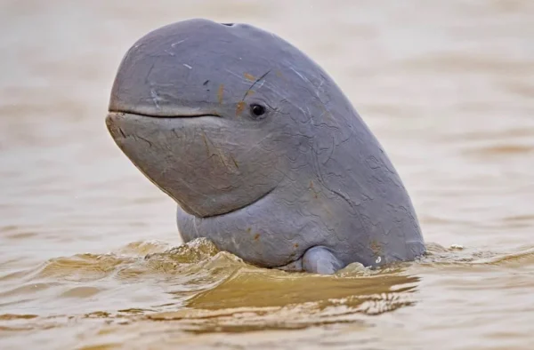 irrawaddy dolphin