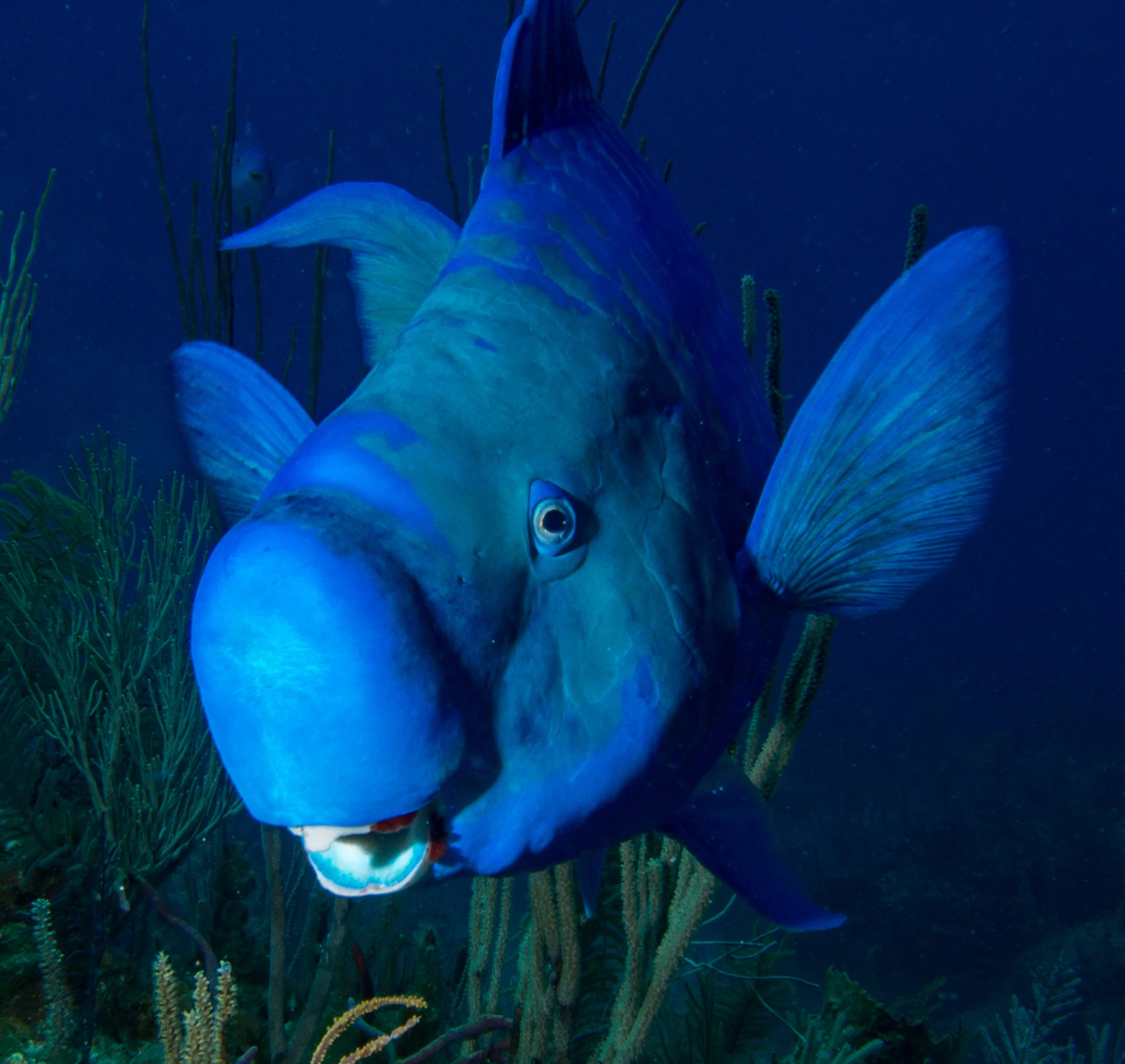 blue parrot fish