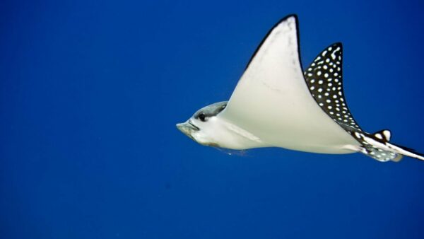 spotted eagle ray