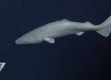 sleeper shark