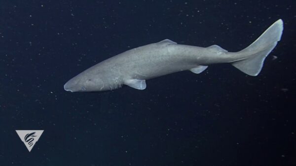 sleeper shark