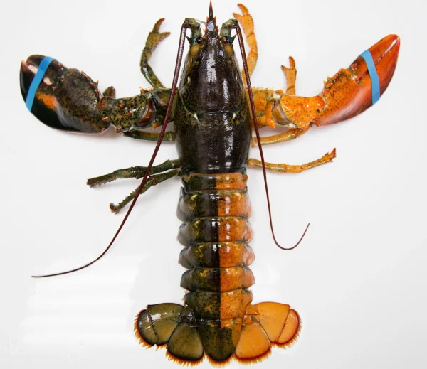 how long do lobsters live