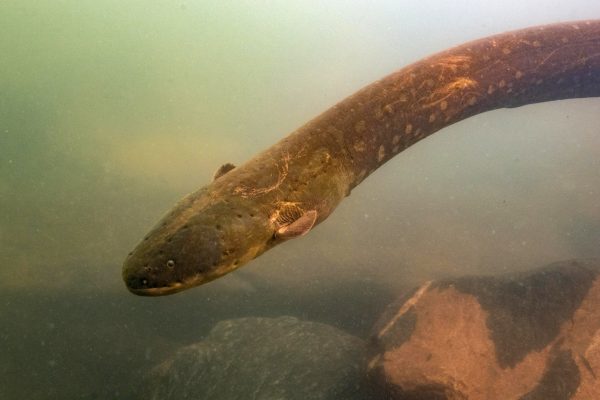 Electric Eel