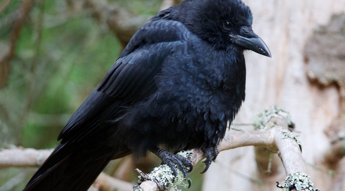 Are there American Crow?