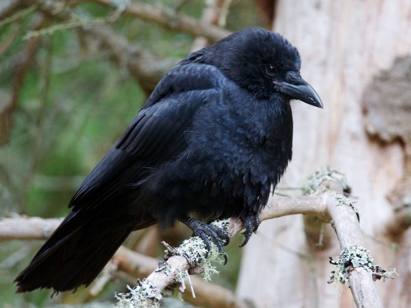 Are there American Crow?