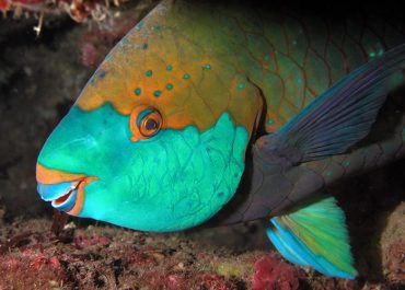 Parrotfish
