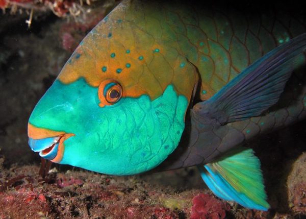 Parrotfish