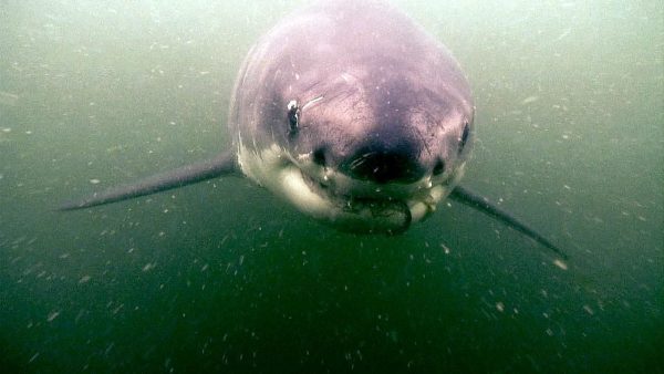 Surprising sharks