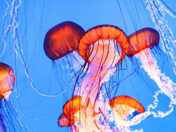 Box Jellyfish