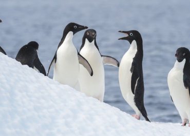 What are Adélie Penguin