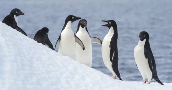 What are Adélie Penguin