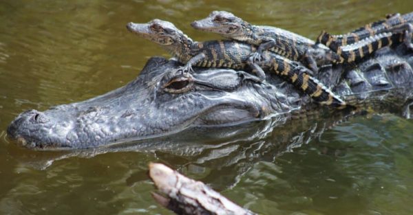 Baby alligators