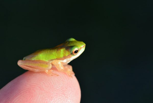 Baby frog