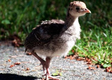 Baby turkey