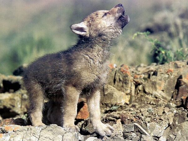 Baby wolf