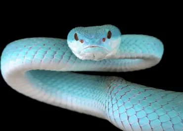 Blue snake