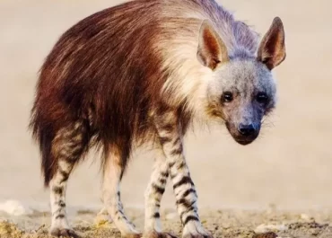 Brown hyena