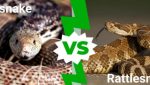 Bull snake vs Rattlesnake