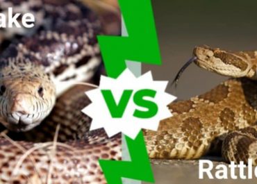 Bull snake vs Rattlesnake