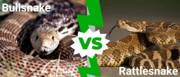 Bull snake vs Rattlesnake