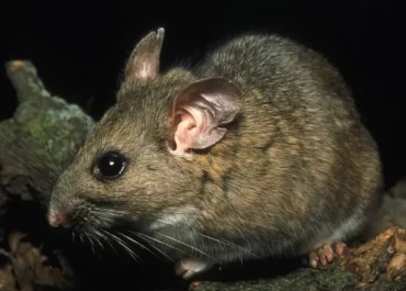 Bushy Tailed Woodrat