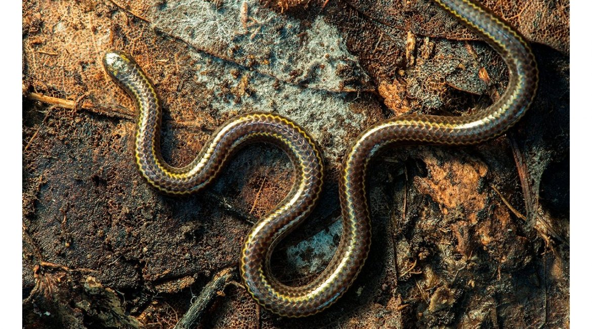Caribbean snakes