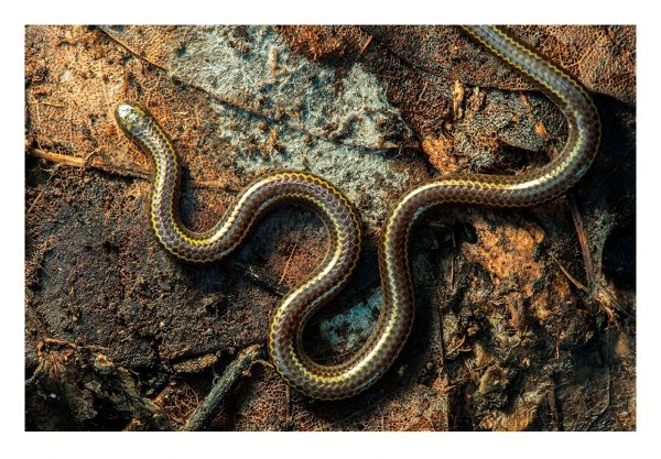Caribbean snakes