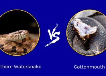 Cottonmouth vs Water snake