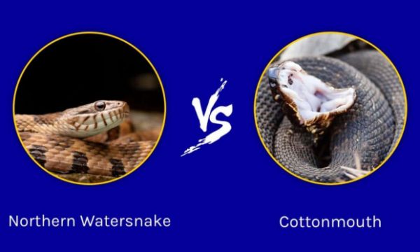 Cottonmouth vs Water snake