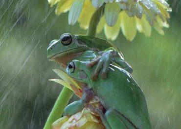 Cute frogs