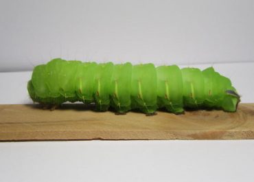 luna moth caterpillar