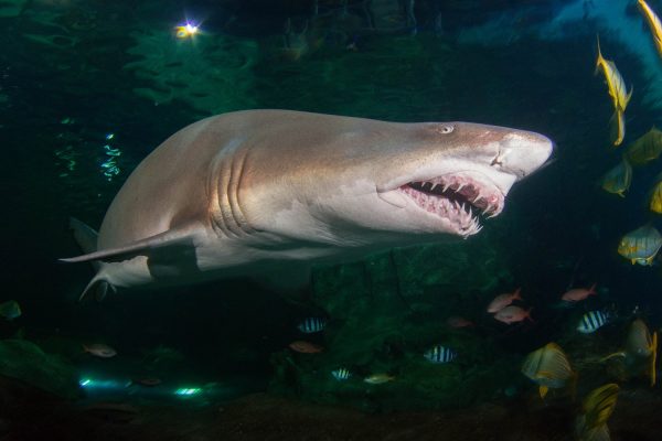 Sand Tiger Shark